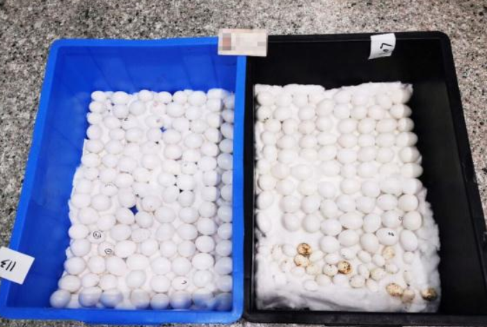 拱北海关查获220枚鹦鹉蛋,涉濒危物种 拱北海关查获220枚鹦鹉蛋,涉濒危物种