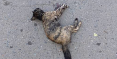 自己的猫被车撞死了,意味着什么