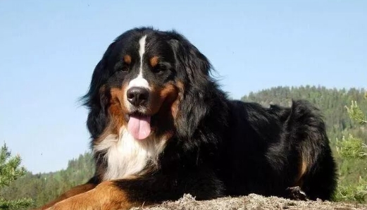忠实守护神——恩特雷布赫山地犬 忠实守护神——恩特雷布赫山地犬