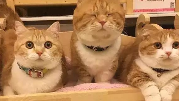 网友养了三只橘猫，两边是真的漂亮，中间的那只惊艳到我了
