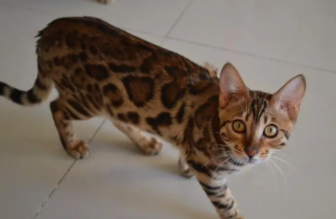 花纹很差的豹猫