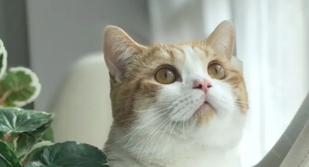 花花与三猫虐猫事件