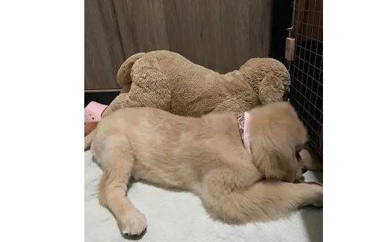 从一样大就抱着睡!黄金猎犬拆爆无数娃娃独留同类伙伴 从一样大就抱着睡!黄金猎犬拆爆无数娃娃独留同类伙伴