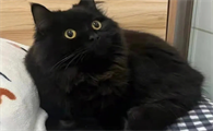 真正的玄猫图片