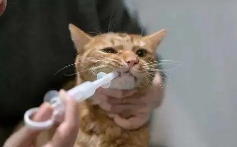 瑞宠爱驱虫猫咪一次吃多少 瑞宠爱驱虫猫咪一次吃多少