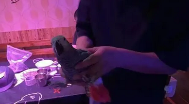 濒危鹦鹉光临昆明一酒吧,老板报警求助 濒危鹦鹉光临昆明一酒吧,老板报警求助
