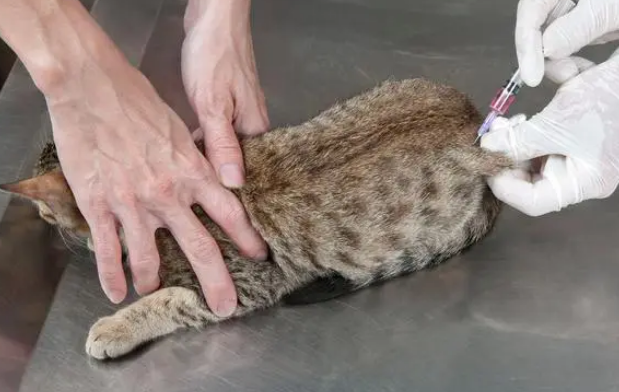 怎样证明猫没有狂犬病