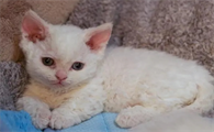 侏儒猫长什么样子照片