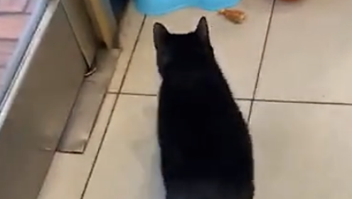 饭馆收养黑猫,猫咪每天跟顾客互动,猫:请叫我招财猫…… 饭馆收养黑猫,猫咪每天跟顾客互动,猫:请叫我招财猫……