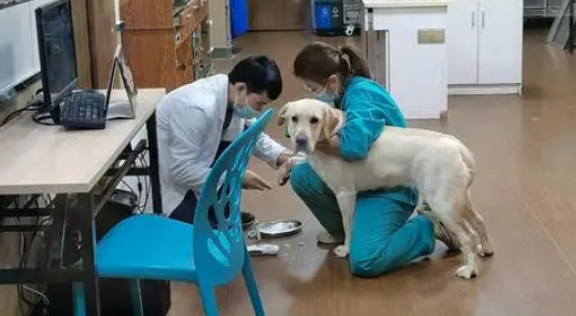 宠物医院费用明细 宠物医院费用明细