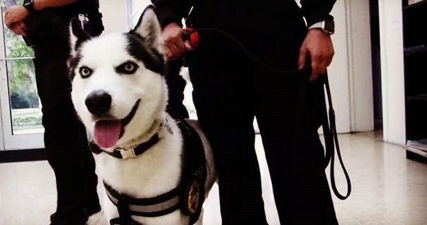 吉娃娃也能加入警队？盘点冷门警犬