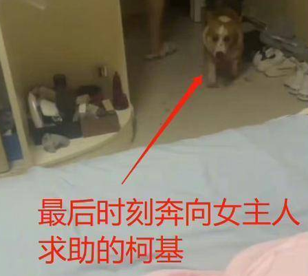 山东男子虐杀柯基犬,事后还威胁妻子,他家人的态度更是冷漠如冰 山东男子虐杀柯基犬,事后还威胁妻子,他家人的态度更是冷漠如冰