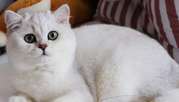 养银渐层猫10大忠告 养银渐层猫10大忠告
