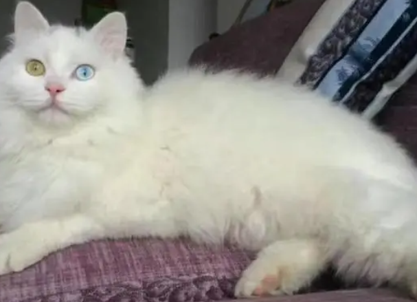 狮子猫和什么猫陪种好 狮子猫和什么猫陪种好