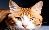 如何明智地购买健康猫粮