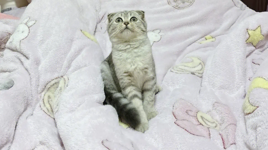 折耳猫耳朵立起来了怎么回事 折耳猫耳朵立起来了怎么回事