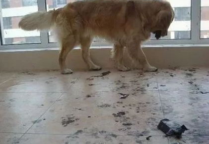 主人进房间忙了一会,出来后金毛给了他一个大大的惊喜..... 主人进房间忙了一会,出来后金毛给了他一个大大的惊喜.....