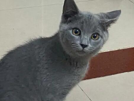 蓝猫几个月开始疯长 蓝猫几个月开始疯长