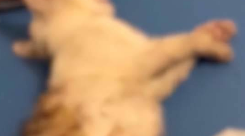 男子疑放纵自家猎犬咬死流浪猫,“我家狗喜欢追猫”,物业回应:将上门沟通,不听劝会报警 男子疑放纵自家猎犬咬死流浪猫,“我家狗喜欢追猫”,物业回应:将上门沟通,不听劝会报警