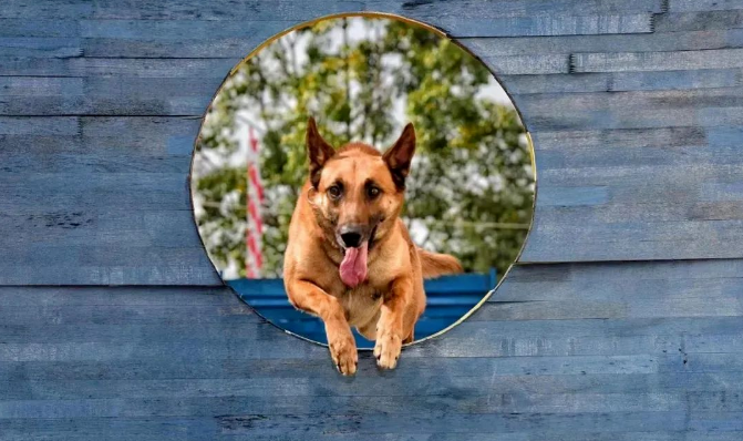 搜救犬是如何炼成的? 搜救犬是如何炼成的?