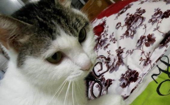 猫咪受惊咬人,被主人猛抽五分钟,致精神呆滞! 猫咪受惊咬人,被主人猛抽五分钟,致精神呆滞!