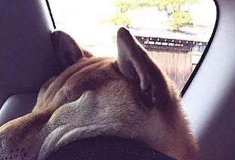 男子带柴犬自驾游,一路上太安静,回头一看:不太对劲 男子带柴犬自驾游,一路上太安静,回头一看:不太对劲
