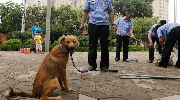 在小区内被流浪狗咬伤,物业公司要承担责任吗?_宠界新闻