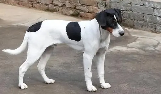 太仓猎犬凶猛吗? 太仓猎犬凶猛吗?