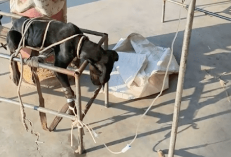 狗狗生病了，被送去宠物诊所绑住打点滴，主人默默陪着好笑又温馨