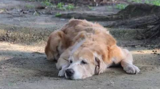 14岁黄金猎犬瘫痪，爸爸推爱心轮椅散步，不离不弃！