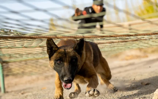 警犬出击 伽师县公安局开展警犬实战训练 警犬出击 伽师县公安局开展警犬实战训练