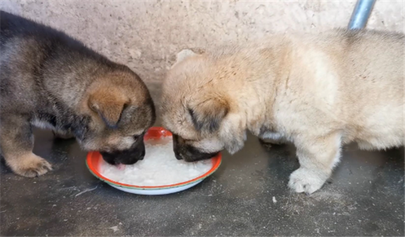狐狸饲料怎么喂狗