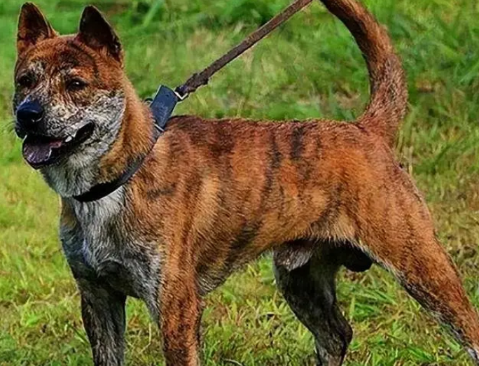 这几种“国产猎犬”都很厉害,可惜数量已经不多了! 这几种“国产猎犬”都很厉害,可惜数量已经不多了!
