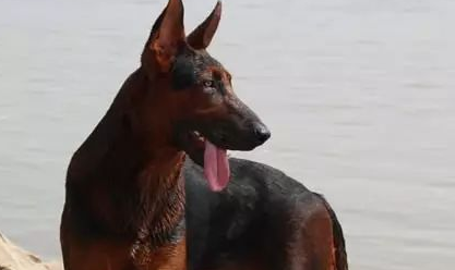 莱州红犬——高大威猛的犬界“金刚” 莱州红犬——高大威猛的犬界“金刚”