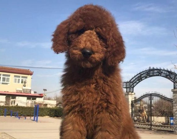 巨型泰迪是什么品种