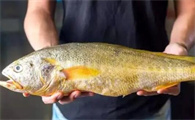 鱼类大全看图识鱼