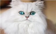 波斯猫的眼睛是蓝色的吗