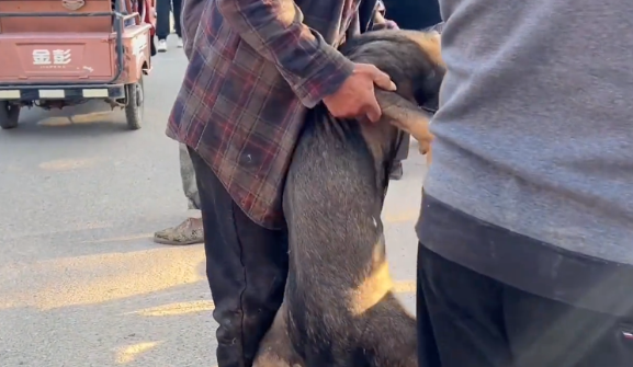 从笼里逃出的看家犬,尽管百般不情愿,但还是被主人亲自送上了狗肉车 从笼里逃出的看家犬,尽管百般不情愿,但还是被主人亲自送上了狗肉车