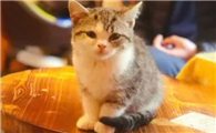 猫咖是什么