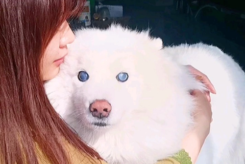 小狗失明后，我为它养了只导盲犬