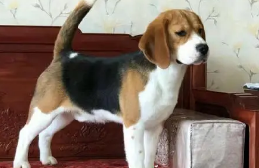 纯种比格犬多少钱 地域不同价格不一 纯种比格犬多少钱 地域不同价格不一
