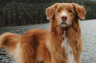 回到基础 ——对比金毛寻回猎犬和新斯科舍诱鸭寻回猎犬