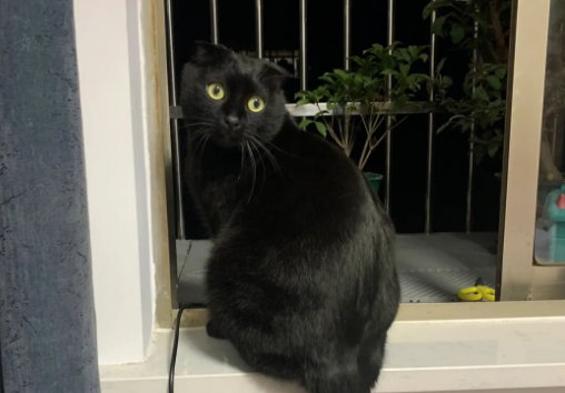 关于黑猫的10件事，你知道几件？