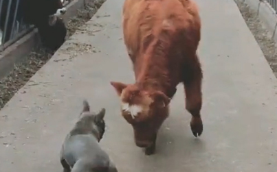 终于知道为什么叫斗牛犬了,不得不佩服,网友:这走位不愧是斗牛 终于知道为什么叫斗牛犬了,不得不佩服,网友:这走位不愧是斗牛