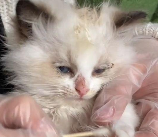 5只布偶猫幼崽,被遗弃在垃圾桶旁 5只布偶猫幼崽,被遗弃在垃圾桶旁