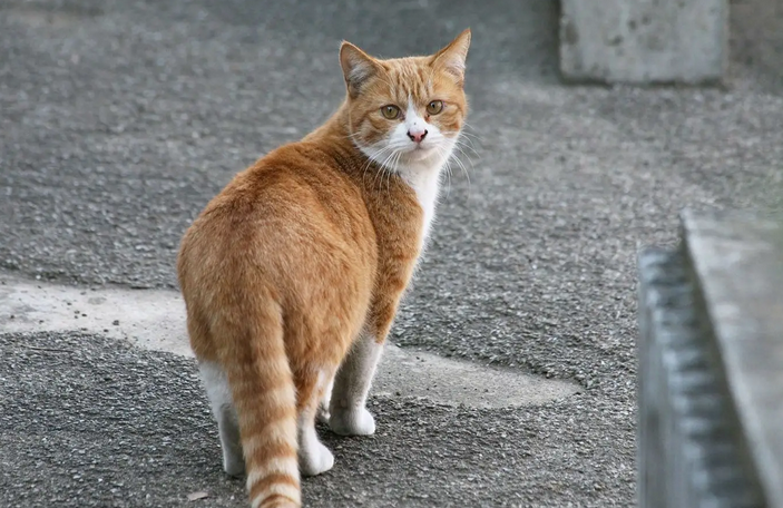 拯救流浪猫,投喂还是TNR? 拯救流浪猫,投喂还是TNR?
