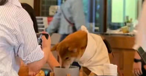 北京现人狗同桌就餐餐厅，网友闹翻了”