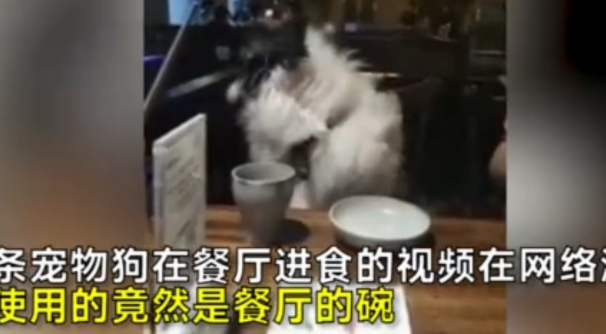 女子竟用公共餐具喂狗？网友人肉谩骂！带宠物就餐引争议！