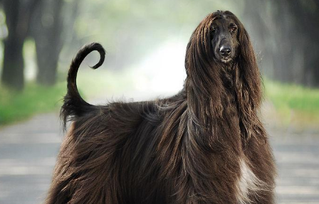 阿富汗猎犬掉毛吗 做好日常护理工作