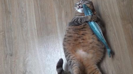 猫咪绝育后一年体重翻了一倍,只因为主人误信,绝育后要给猫加餐 猫咪绝育后一年体重翻了一倍,只因为主人误信,绝育后要给猫加餐